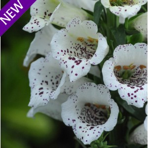 Digitalis purpurea 'White Carousel'